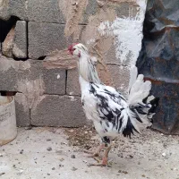 مرغ خروس گلین اصل|حیوانات مزرعه|شیراز, داریون|دیوار