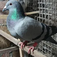 کبوتر|پرنده|بیرجند, |دیوار