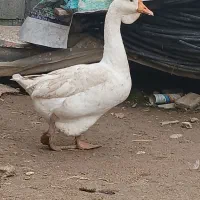 قوغاز اصیل|حیوانات مزرعه|سورک, |دیوار