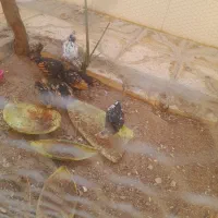 جوجه بلژیکی