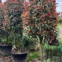 فروش انواع گل و گیاه آپارتمانی و بیرونی