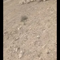 زمین فرزندآوری