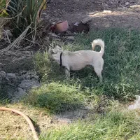 سگ پاکوتاه خیلی باهوش عاشق کودکان|سگ|نرماشیر, |دیوار