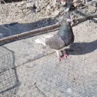 ماده شهری سرکه ای عتیقه