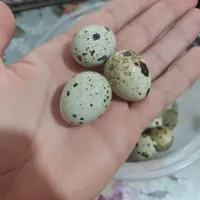 فروش تخم بلدرچین خوراکی