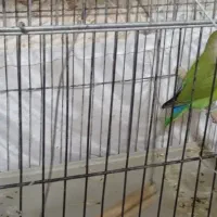 فروش طوطی برزیلی