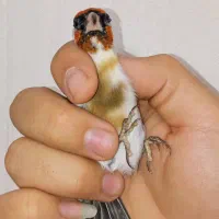 سهره نر عطیقه چونه سفید لوپ دودی