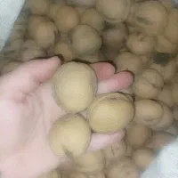 گردو|خوردنی و آشامیدنی|یاسوج, |دیوار