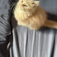 حیوون خونگی|گربه|دزفول, |دیوار