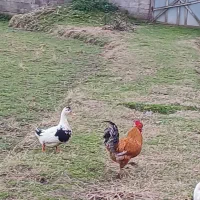 خروس مرغ|حیوانات مزرعه|رشت, حومه رشت|دیوار