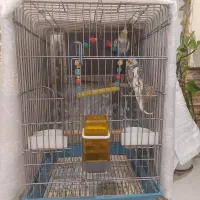 یک جفت هروس هلندی