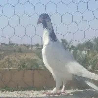 دورگ|حیوانات|آبادان, |دیوار