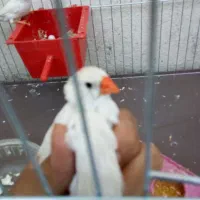 فنج نر و ماده  تخم هم دارن|پرنده|کرمان, |دیوار