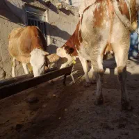 گاو جوان سیمنتال