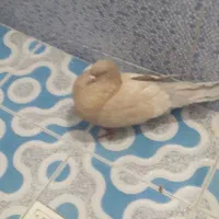 کبوتر کله ای هندی برنجی|پرنده|نجف‌آباد, یزدانشهر|دیوار