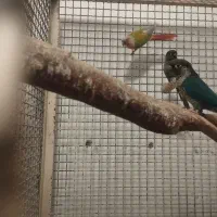 گرینچک مولد ضمانتی