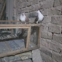 کبوترجفتی|پرنده|سبزوار, قصبه شرقی|دیوار