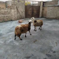 گوسفند|حیوانات مزرعه|بروجرد, |دیوار