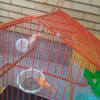 یک جفت قناری جوان|پرنده|رفسنجان, |دیوار