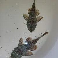 لجنخوار پوزه بوته ای|ماهی|تهران, نازی‌آباد|دیوار