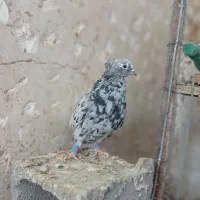 کبوتر