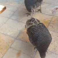 بوقلمون|حیوانات مزرعه|لار, |دیوار