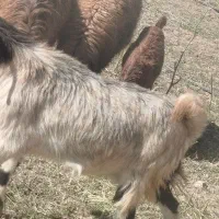 فروش دوتا که ه جفت دوقلو دوتا بز|حیوانات مزرعه|داراب, |دیوار