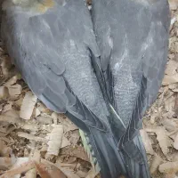 عروس هلندی سرلاکی