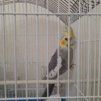 عروس هلندی|پرنده|تهران, حشمتیه|دیوار