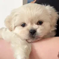 سگ شیتزو ماده