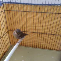 قناری نر جوان|پرنده|کنگاور, |دیوار