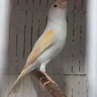 ماده موزایکی جهت معاوضه