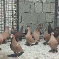 کبوتر سرخ و زرد خارجی|پرنده|شیراز, ارم|دیوار