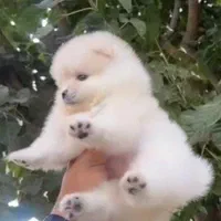 پامر سفید جیبی ماده دو ماهه نژاد خالص و اصیل
