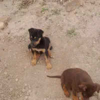 توله دوبرمن