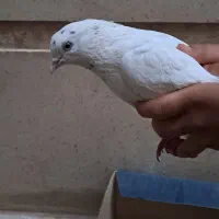 یک جفت کبوتر