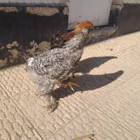 برهما|حیوانات مزرعه|محمدشهر, جعفرآباد|دیوار