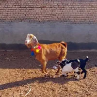 یک عدد بز زایده جملی