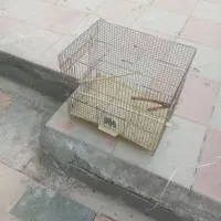 قفس|لوازم جانبی حیوانات|هشتگرد, فاز ۱ مهستان|دیوار