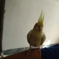 دو عدد عروس هلندی لوتینو