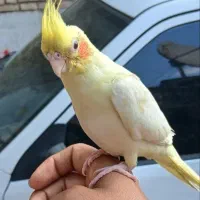 سرلاکی هستن ۴ماهه شیطون واهلی جنسیت نامشخص