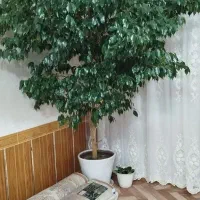 گل بزرگ بنجامین|گل و گیاه طبیعی|باروق, |دیوار