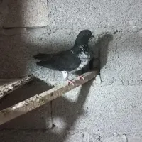 دوتا کبوتر
