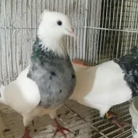 طوقی