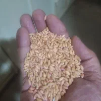 بذرگندم باران