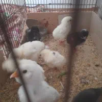 چوری کپرو و کاکلی