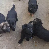 توله سگ ژرمن|سگ|املش, |دیوار