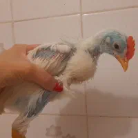 جوجه مرغ و خروس