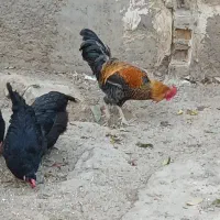 10تامرغ محلی باخروس