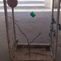 قفس